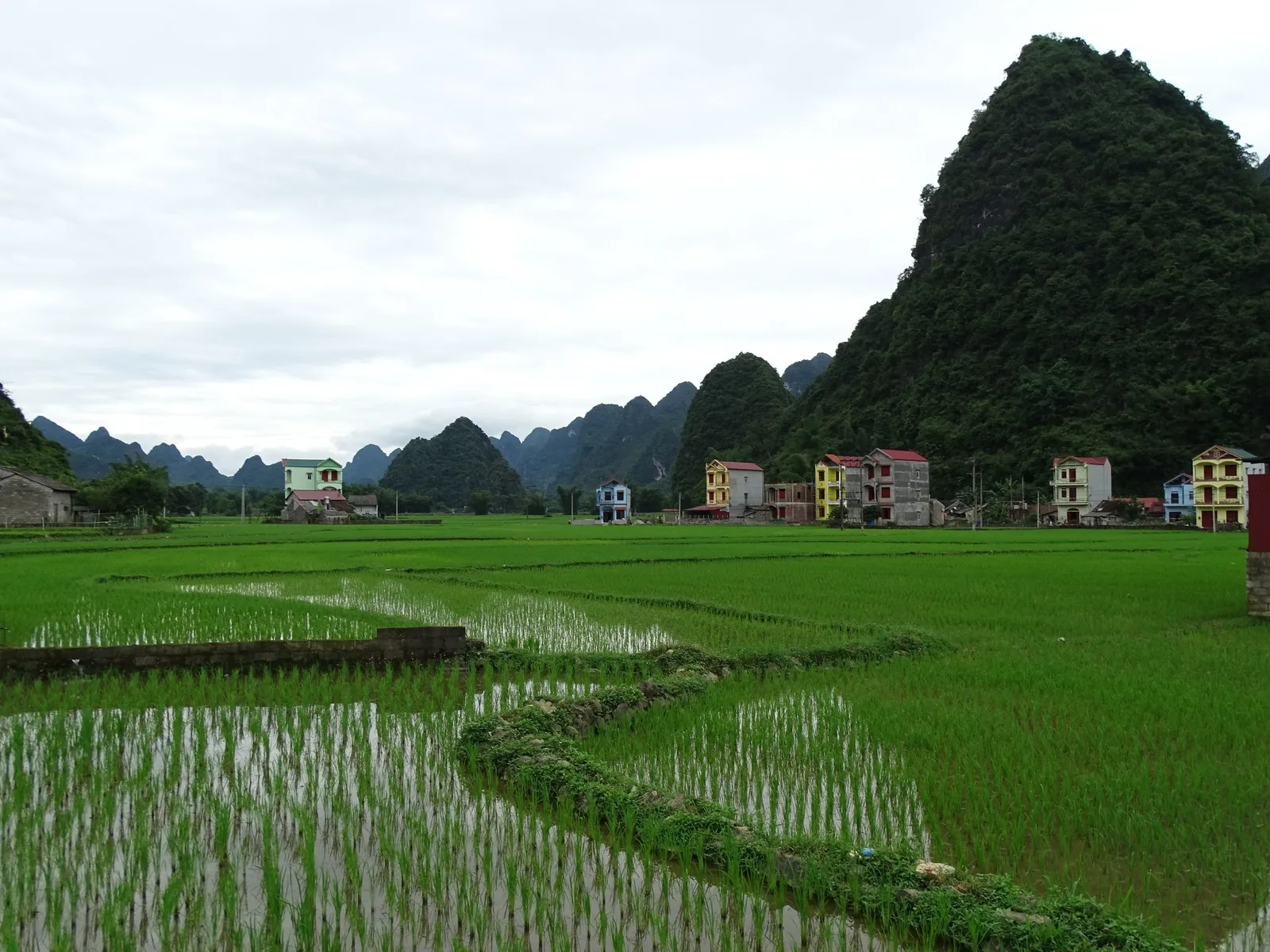 Ruộng lúa xanh trải dài đến những ngôi nhà nhiều màu dưới chân núi đá vôi gần Cao Bằng.