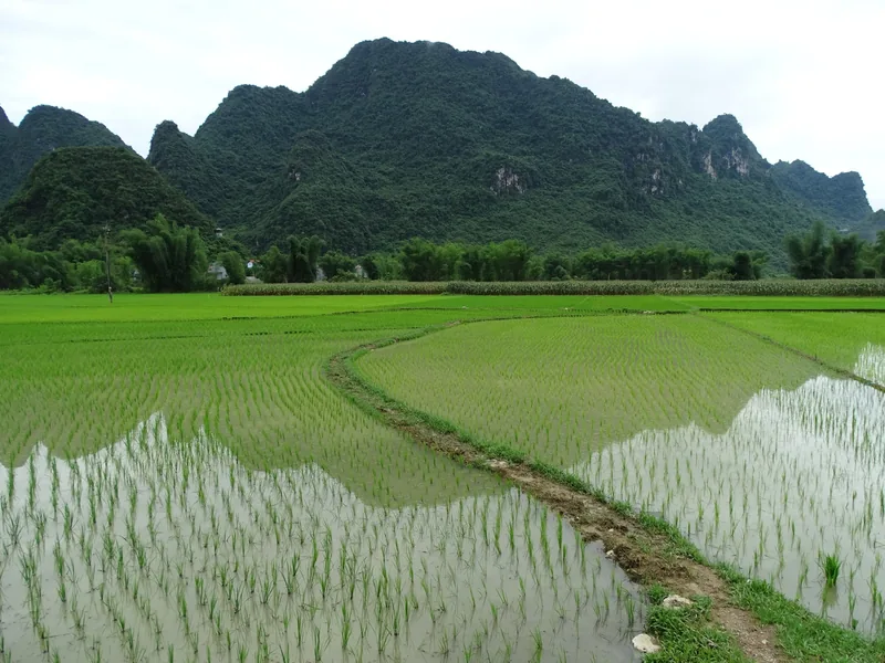 Ruộng lúa nước với mạ non xanh mướt trải rộng dưới chân núi đá vôi ở Cao Bằng.
