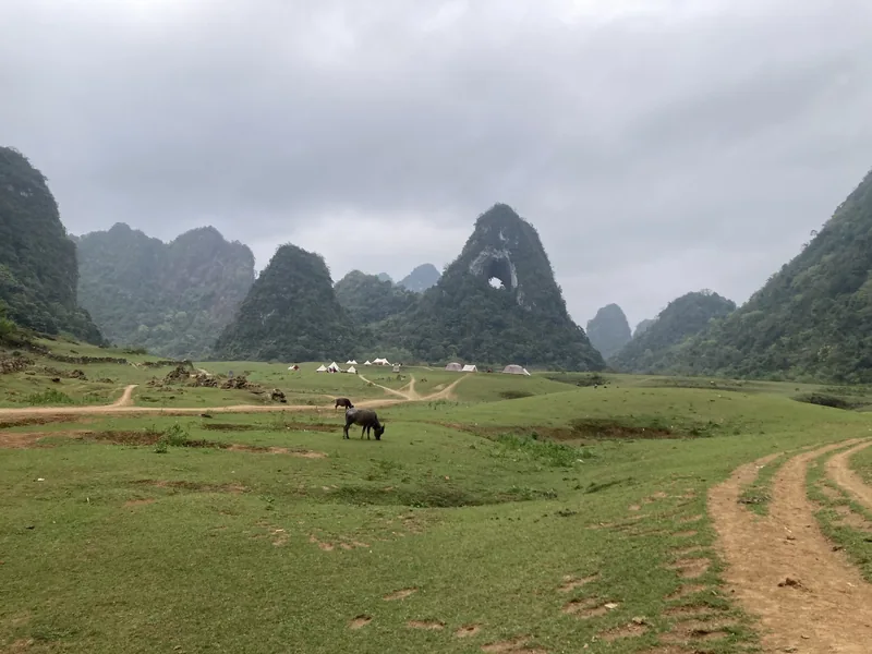 Trâu gặm cỏ trên đồng cỏ xanh gần núi đá vôi có lỗ tự nhiên ở Cao Bằng.